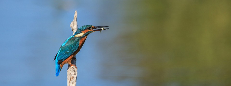 Kingfisher Feasting by Elaine Smith